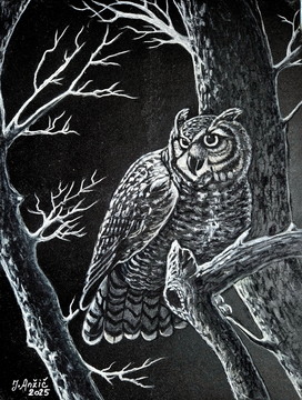 Sova uharica, risba-papir, 30x40 cm, 2025, Jože Anžič